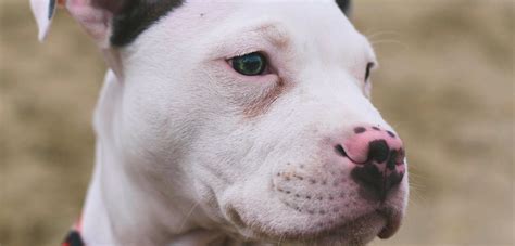 Does State Farm Renters Insurance Cover Pit Bulls